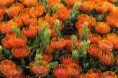 /album/galeria-de-fotos/protea-flower-4-copia-jpg/